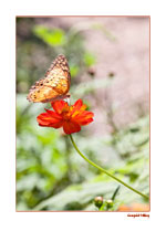 Variegated Fritillary